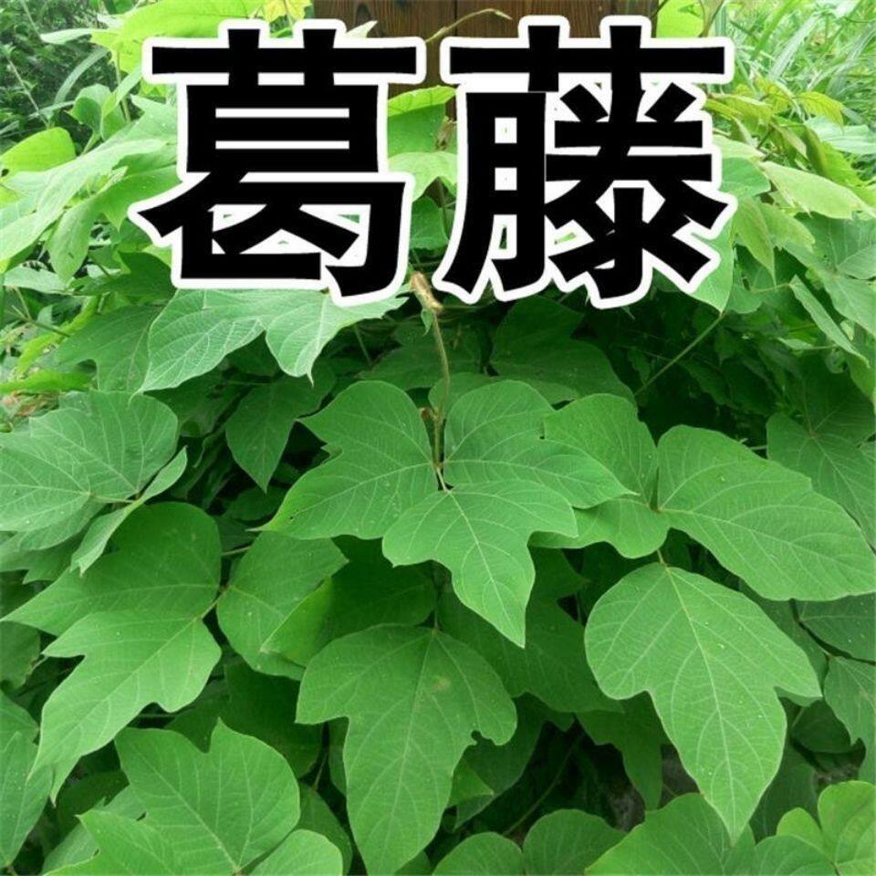 葛藤种子护坡种籽百花银背藤野葛根边坡绿化藤本植物沙土巩固爬藤