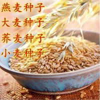 大麦种子大麦草籽小麦苗种榨汁喝燕麦荞麦芽苗菜种子发芽率99%
