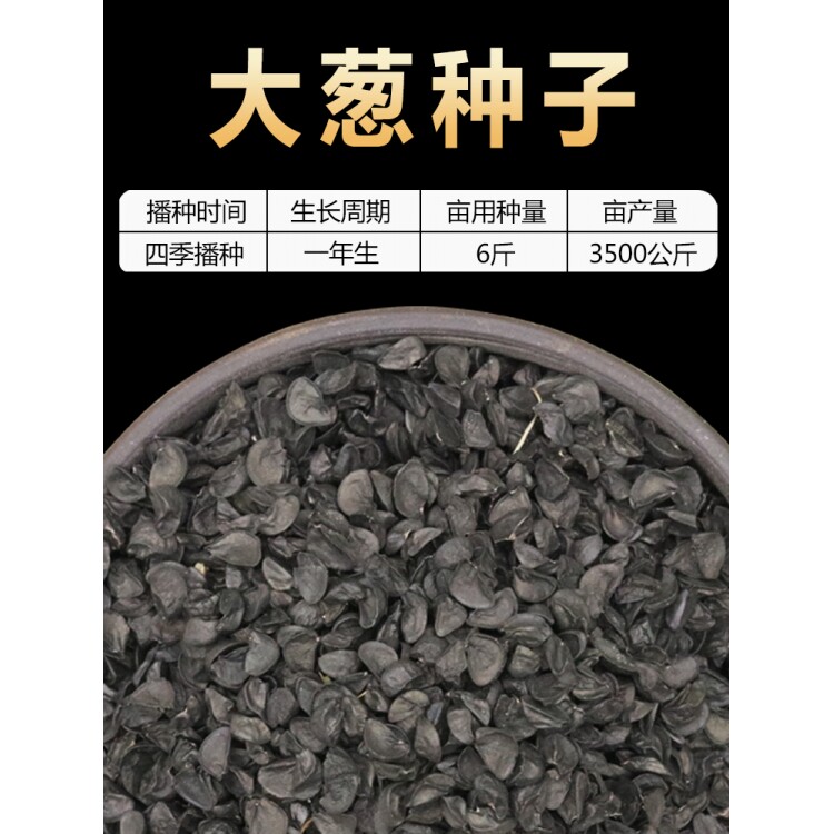 农家自留大葱种子 铁杆大梧桐葱种籽 葱白长高产 春季播蔬菜种孑