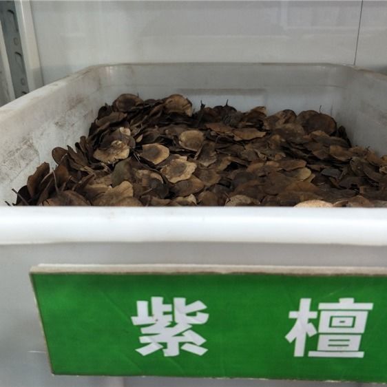 印度小叶紫檀种子 羽叶檀 青龙木 黄柏木 檀香树种子 名贵木材籽