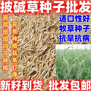 披碱草种子抗风沙耐寒耐旱耐盐碱护坡固土绿化牧草四季牧草种籽