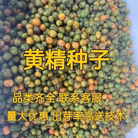 黄精种子黄精籽姜型多花红花黄精种苗鸡头精节节高黄精干籽出芽高图片
