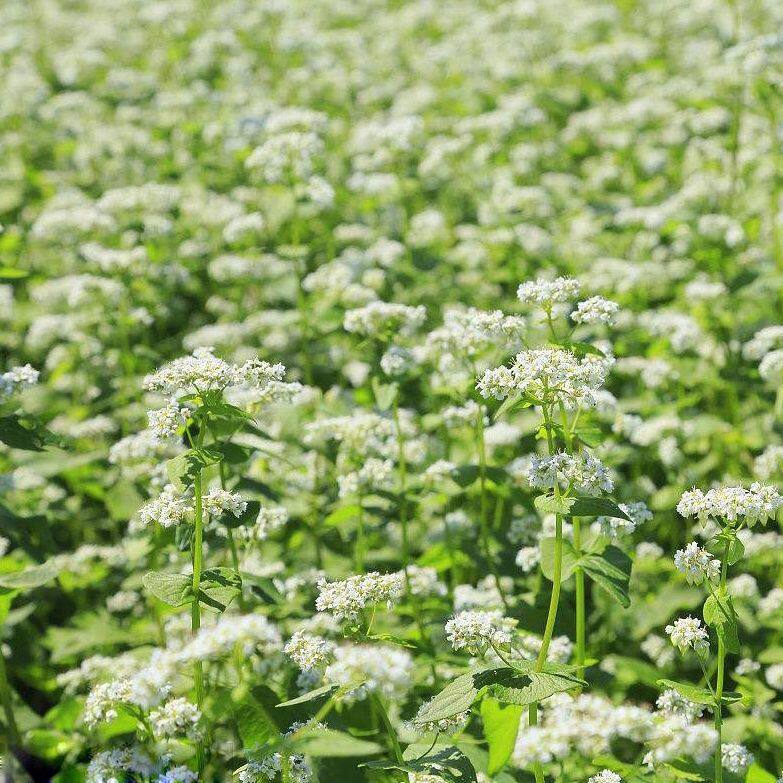 荞麦种子四季易播食用甜苦荞麦三角麦花荞乌麦蜜源植物芽苗菜种籽