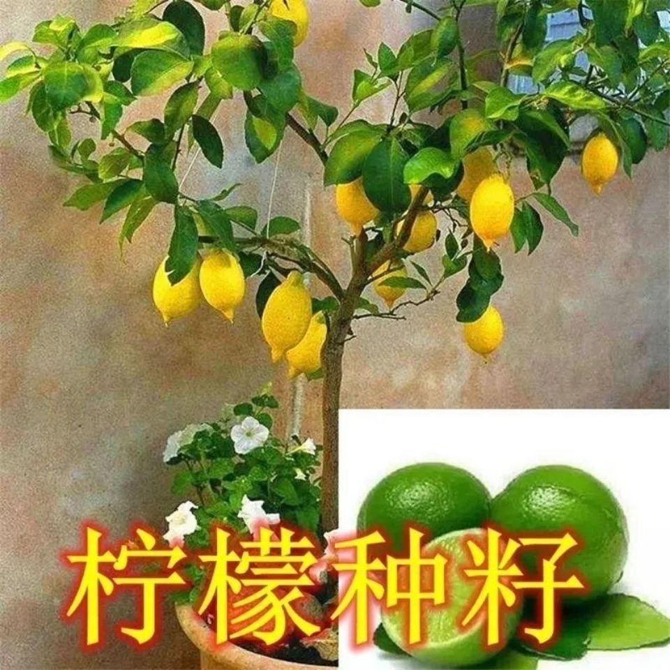 柠檬种子 柠檬子 柠檬籽 柠檬树种子 枸橘种子 枳壳种子 红橘种子