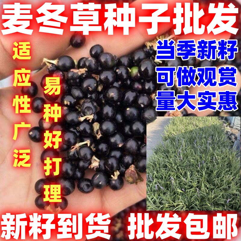麦冬草种籽玉龙草种籽绿化草种籽麦冬草种子可做观赏庭院田园种植