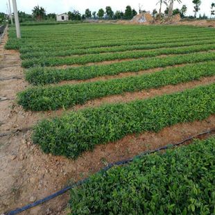 新种岗梅种子 点称星种子 称星树苗种 山梅根苗假青梅天星木种籽