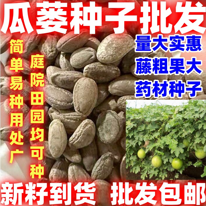 中药材种籽简单易种瓜蒌种子瓜种子纯新瓜蒌籽非吊瓜栝楼种子