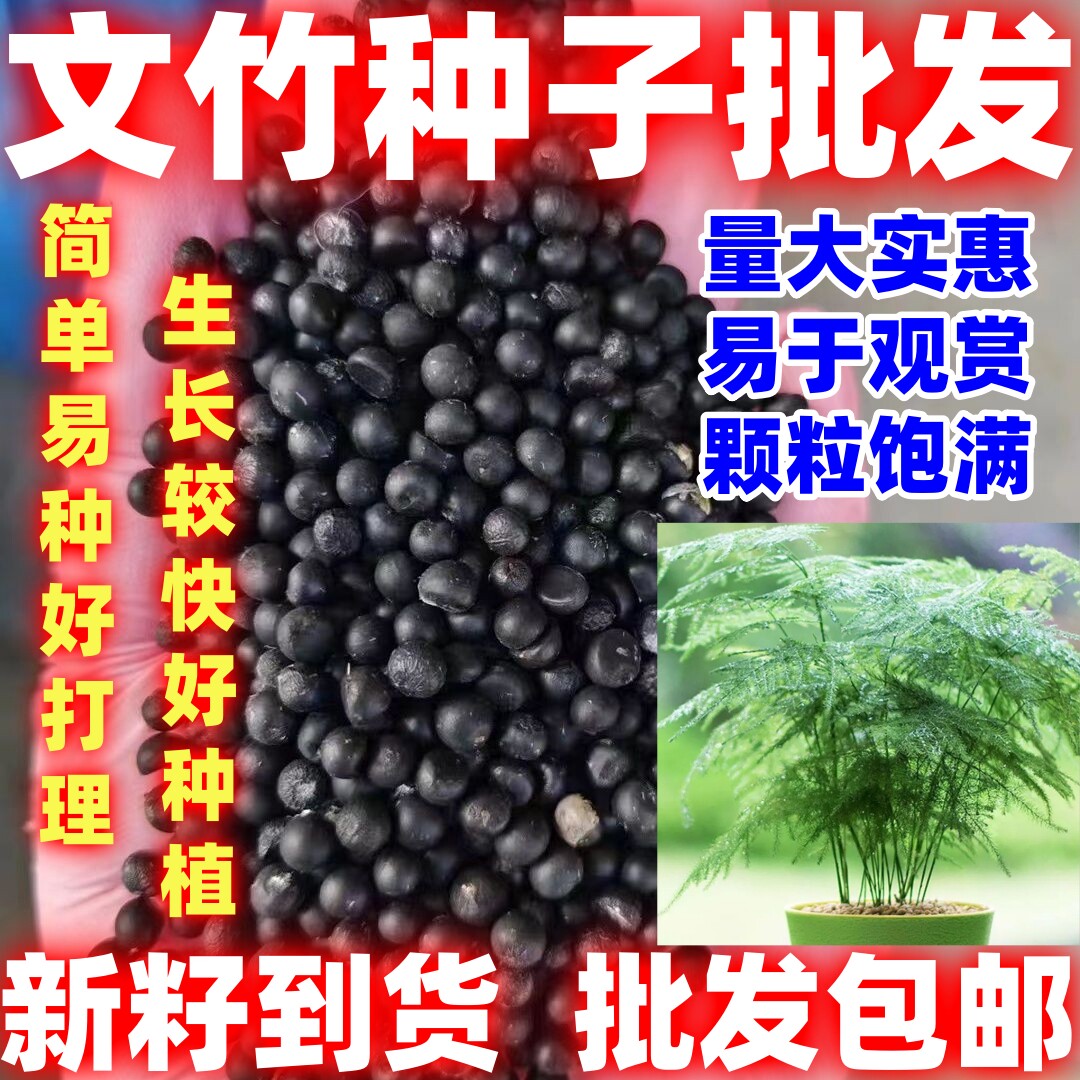 文竹种子观叶植物耐阴耐寒文竹盆栽室内四季花卉种籽易活种子好看