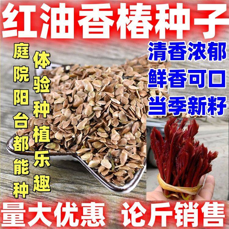 有翅香椿籽无翅香椿子红油香椿种子红油香椿种籽红叶香芽香味浓郁