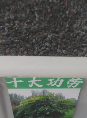 新采 十大功劳种子 老鼠刺种子 猫刺叶种子 中草药种子 包邮