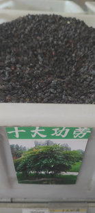 新采 十大功劳种子 老鼠刺种子 猫刺叶种子 中草药种子 包邮