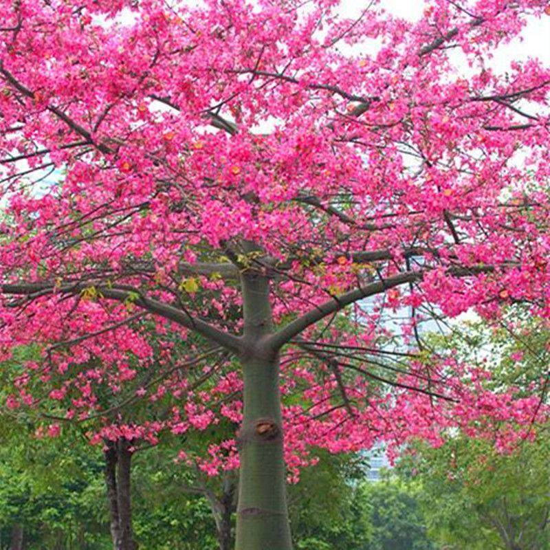 新采木棉花种子 木棉树种子 美人树种子 美丽异木棉种子 美丽异木