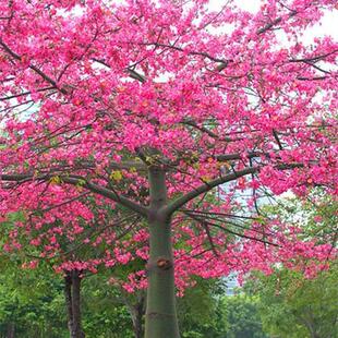 新采木棉花种子 木棉树种子 美人树种子 美丽异木棉种子 美丽异木