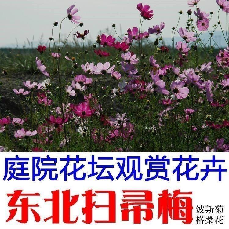 东北扫帚梅花种子 格桑花种子 波斯菊种子 庭院花坛绿化栽培花籽