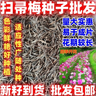 扫帚梅种子波斯菊种子好种种子秋英种子花卉种子绿化花海田园庭