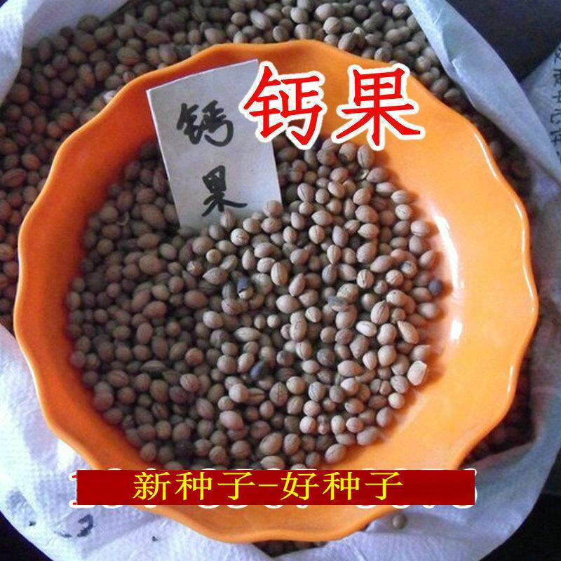 耐寒钙果种子钙果欧李种子北方高钙水果树种子