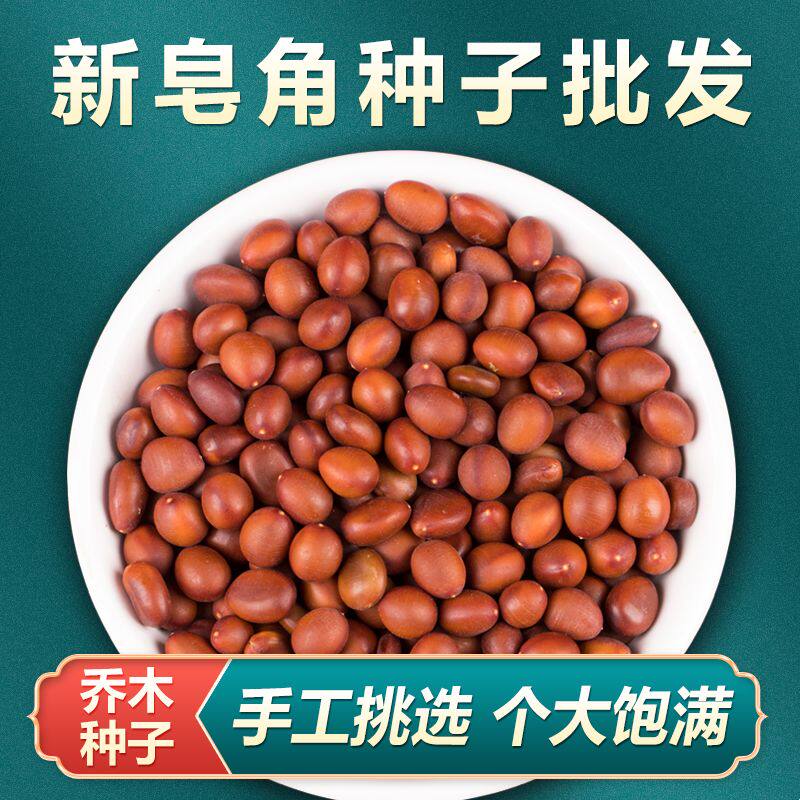 中药材皂角种子大小皂角种籽刺皂角树苗种子树苗盆篱笆围栏皂荚刺