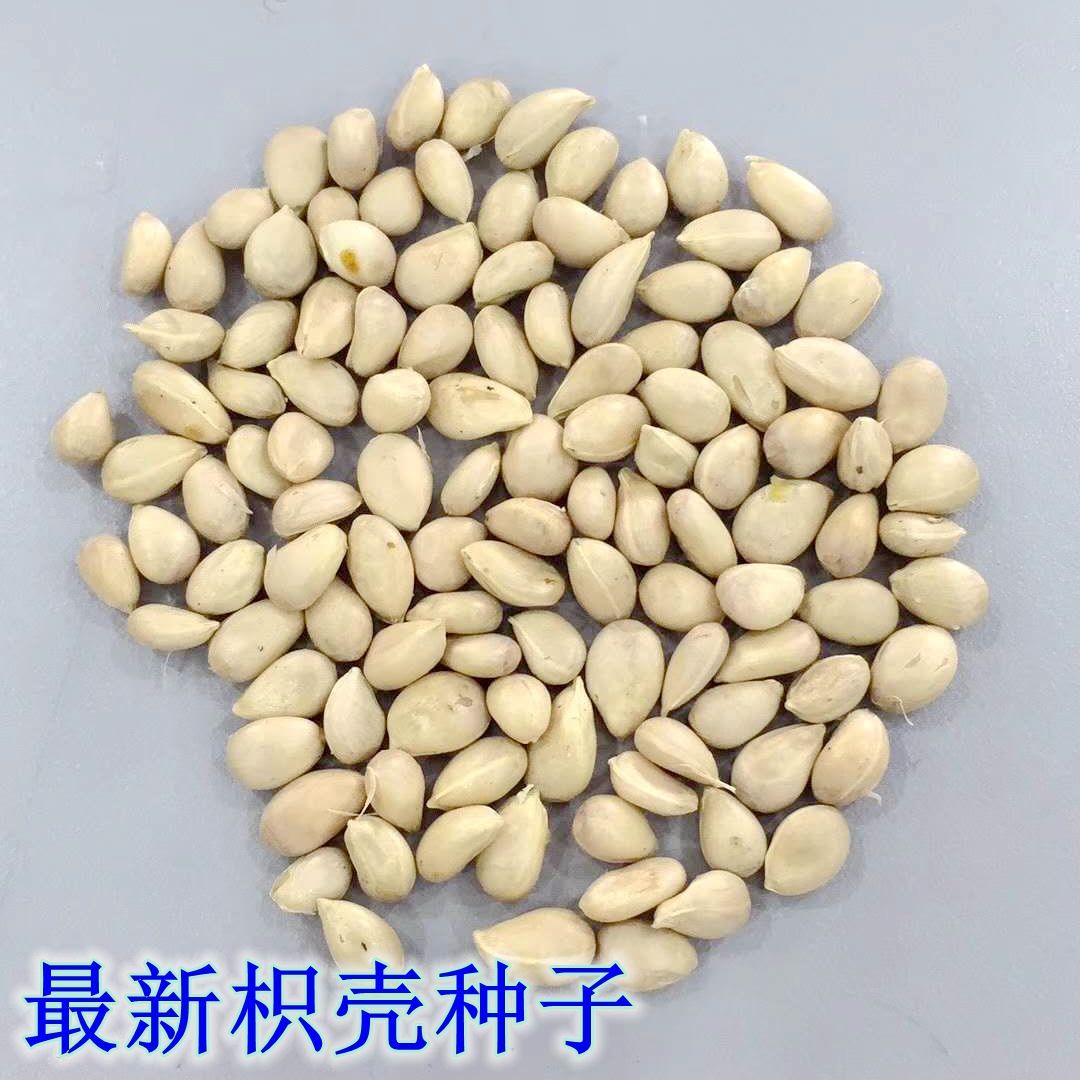 新采枸橘种子枳壳种子占地乔木柑橘马甲子嫁接砧木带刺篱笆墙