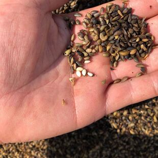 黄柏种子,龙山黄柏种子,黄劈种子,川黄柏种子,厚皮黄柏种子黄柏皮