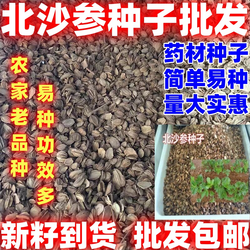 北沙参种子中药材简单易种北沙参药材庭院阳台大田四季种药材种籽