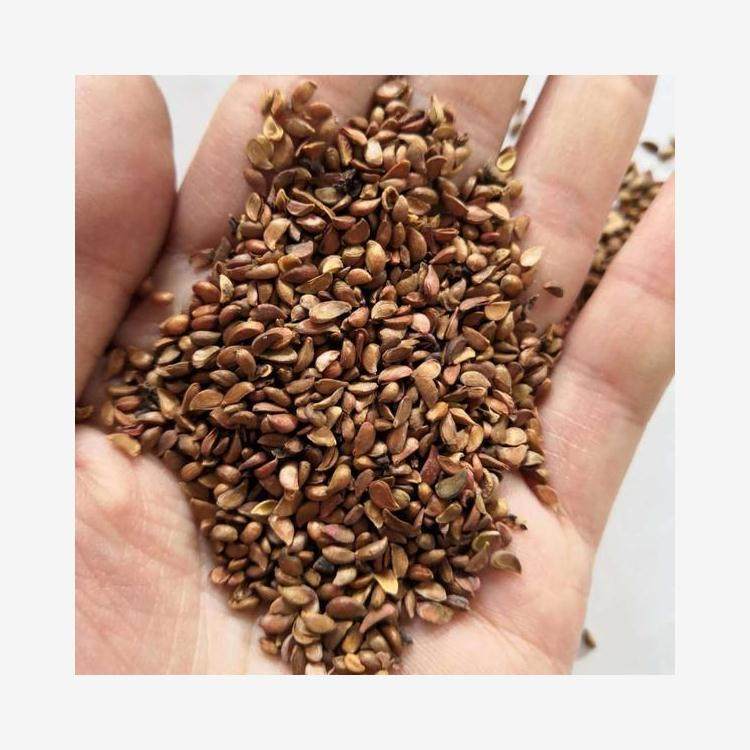 山丁子种子当年新采摘野