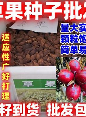 草果种子红皮简单易种香