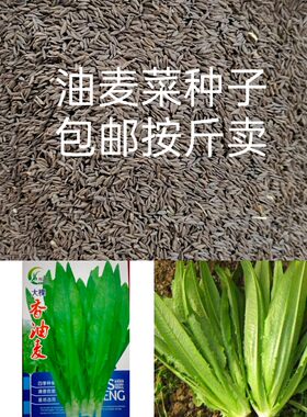 农家自留散装油麦菜种子简装家庭菜园蔬菜种子盆栽阳台青菜种子