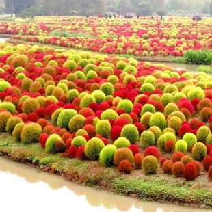 地肤子种地肤草籽扫帚苗观叶红色网红观赏植物四季易活孔雀松种子