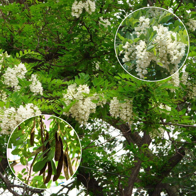 林木种子新采刺槐种子白花刺槐树种子洋槐白花槐种子蜜蜂采蜜槐