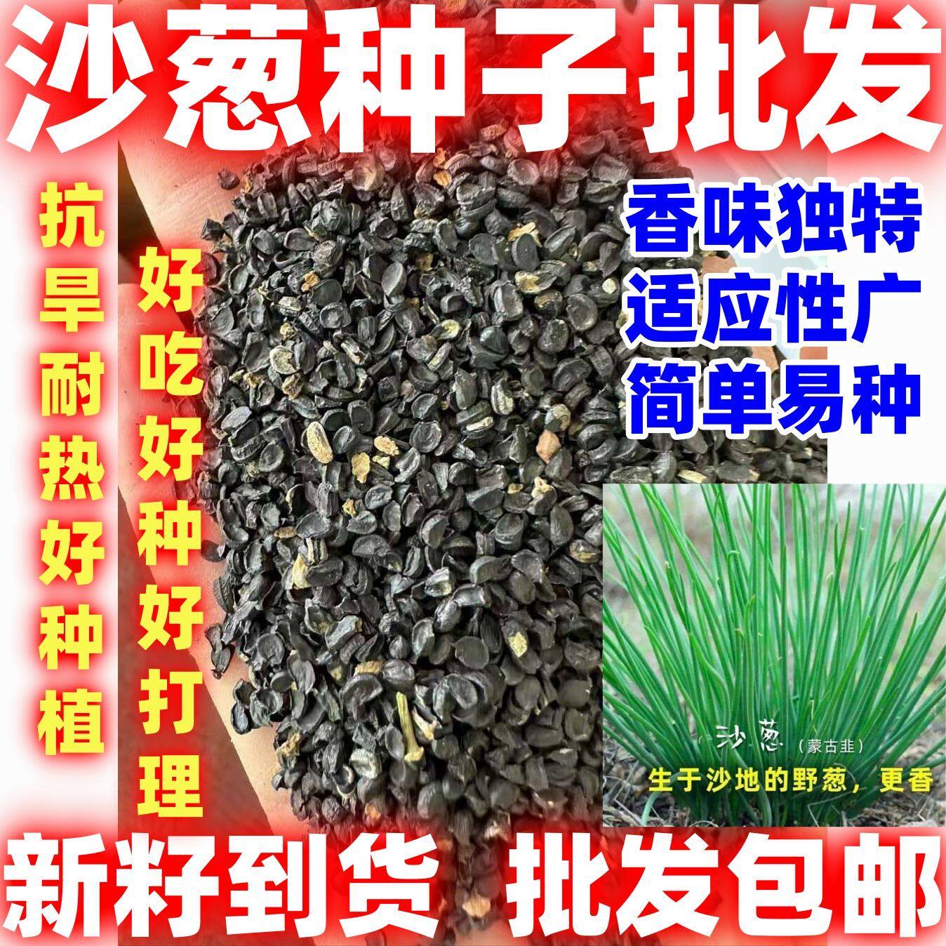 沙葱种子蒙古韭沙葱籽胡葱沙葱种子蔬菜种子耐寒四季播好吃好种