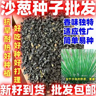 沙葱种子蒙古韭沙葱籽胡葱沙葱种子蔬菜种子耐寒四季播好吃好种