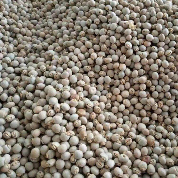 木豆种子观音豆 鸽豆 柳豆 豆蓉 树豆 树黄豆种子 新采种子