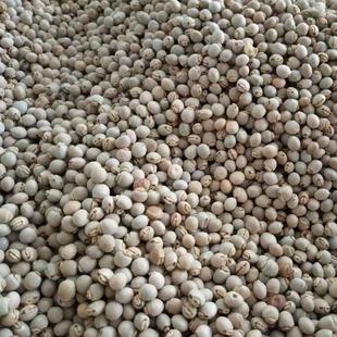 木豆种子观音豆 鸽豆 柳豆 豆蓉 树豆 树黄豆种子 新采种子