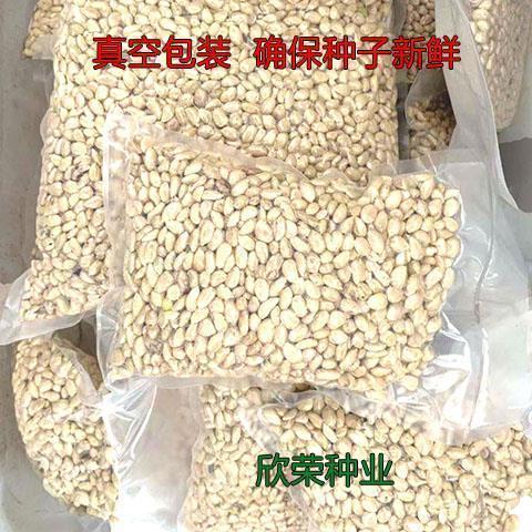 新采枸橘种子嫁接柑橘 甜橙 砂糖橘砧木种子香橙枳壳种子红橘种子