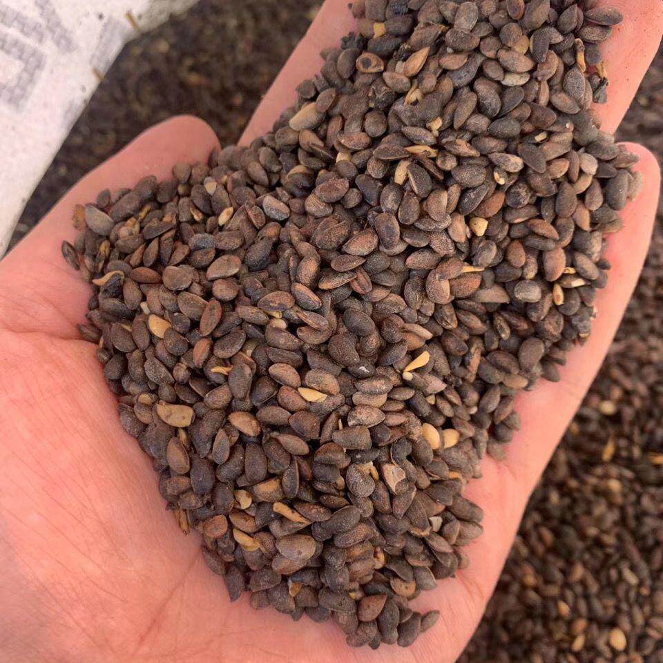 新采黄柏种子 黄檗种子 黄柏树苗种子元柏 川黄柏种子林木树种子