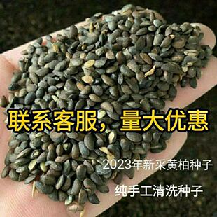 厚皮药材黄柏种子川黄柏剥皮种子新种子净子黄檗元柏