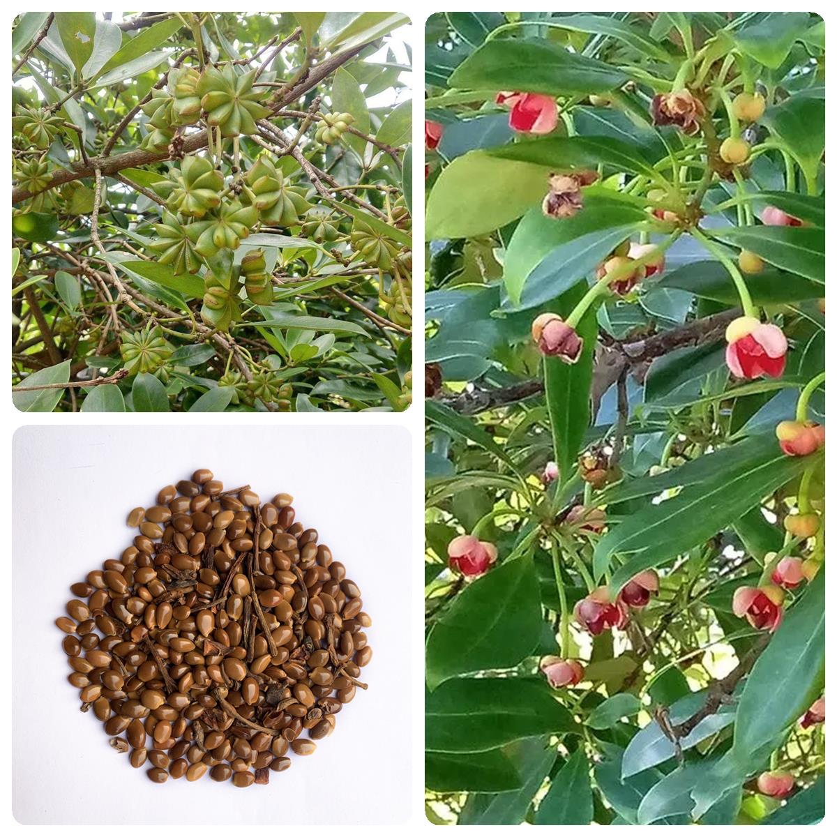 林木种子大茴香种子大料大红八角茴香八角珠八角香八角树八角种子