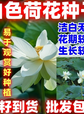 白色荷花种子水培植物四季种易活室内盆栽绿植花卉荷花种洁白无暇