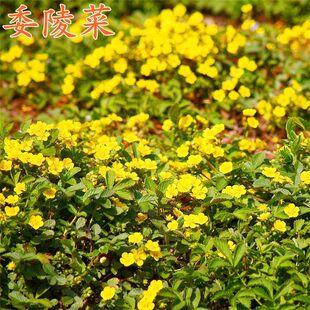 委陵菜种子白头翁蛤蟆草籽春秋播种简单易活多年生根山坡灌丛绿植