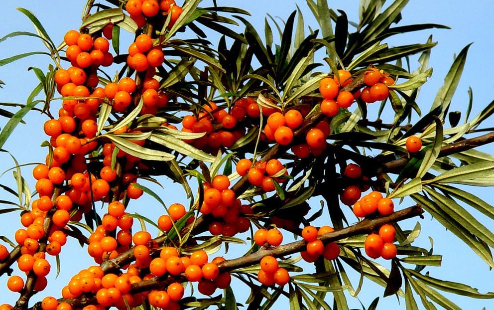 水果药材种子 沙棘种子 带刺植物 沙枣醋柳黄酸刺酸刺 沙棘树种子
