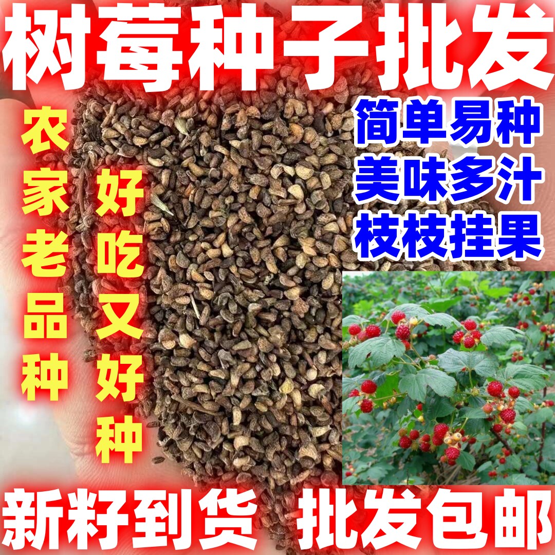 当季新籽树莓种子种籽庭院阳台盆栽野生覆盆子种子盆地栽红树莓种
