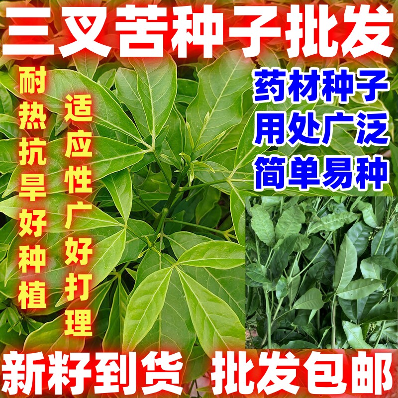 三叉苦种子三桠苦三丫苦药材种子苗落叶鸡骨树中药材种子简单易种