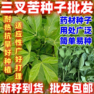 三叉苦种子三桠苦三丫苦药材种子苗落叶鸡骨树中药材种子简单易种