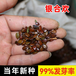 新采银合欢种子金合欢红花合欢树种子燃料和木料于一身落叶小乔木