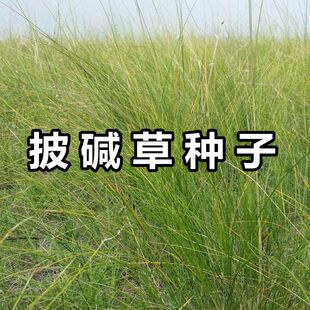 披碱草种子碱茅草抗风沙耐旱耐盐碱草籽耐寒多年生四季牧草种籽