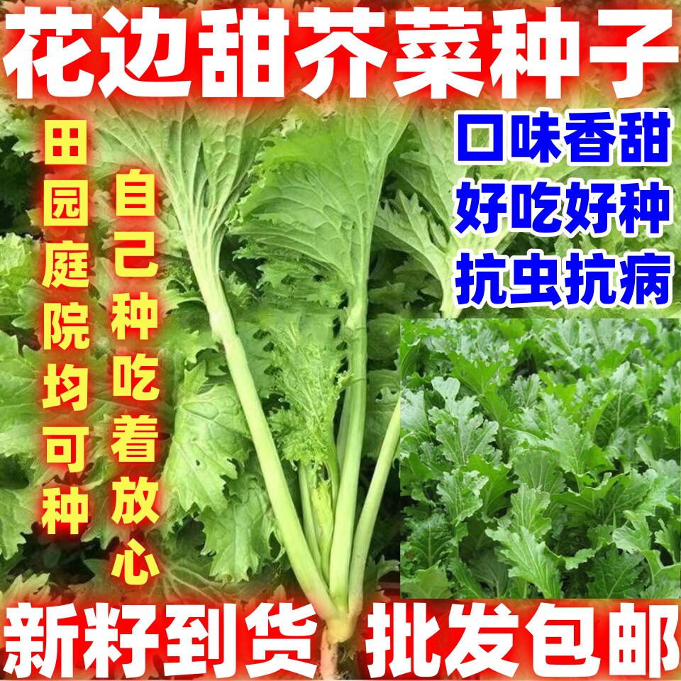 花边甜芥菜种子耐寒秋播花叶甜芥菜大田庭院种植蔬菜种子简单易种