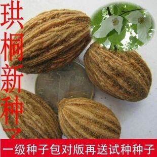 珙桐水梨子种子鸽子花树种籽花卉林木树苗鸽子树种孑庭院绿化树种