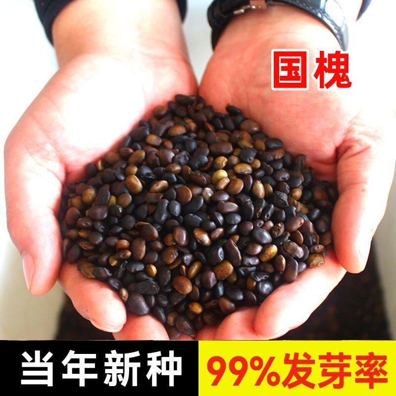 新采国槐种子速生国槐树种子黄花槐红花槐刺槐种子紫穗槐刺槐树籽