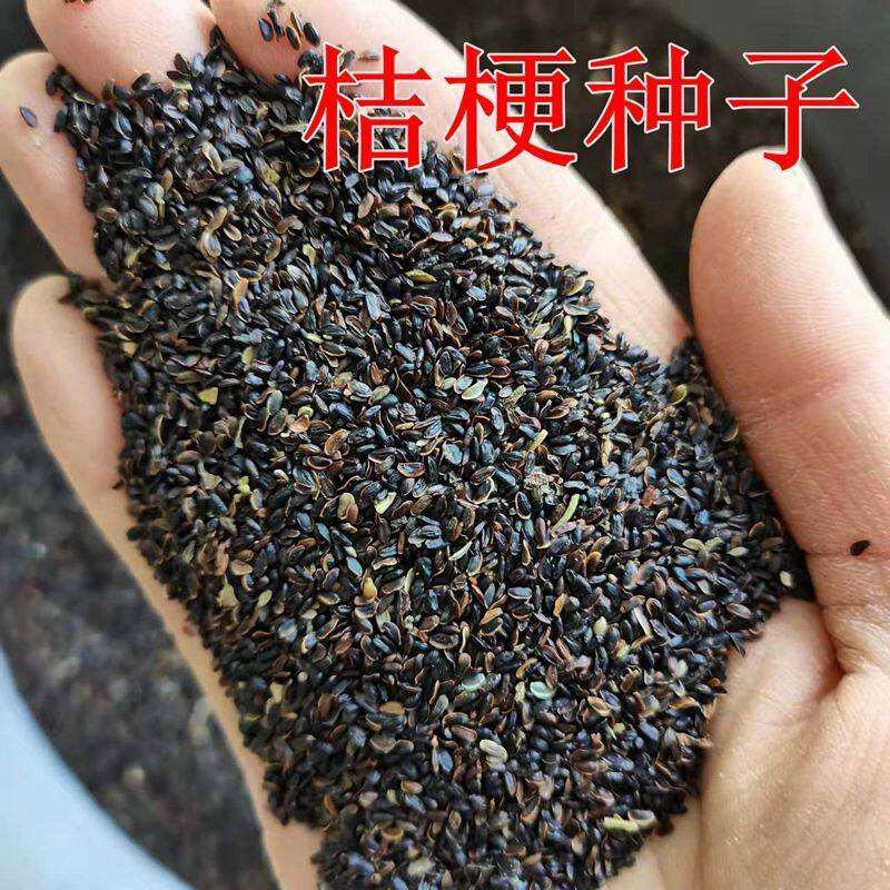 新采桔梗种子 洋桔梗春季桔梗花籽铃铛花种子 中药材桔梗种子