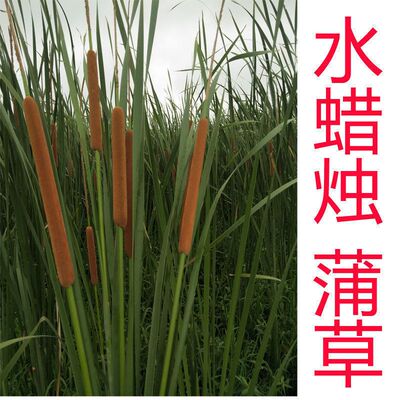散装蒲草种子 新采集蒲种子  蒲草根 香蒲水蜡烛新籽易出棒花粉